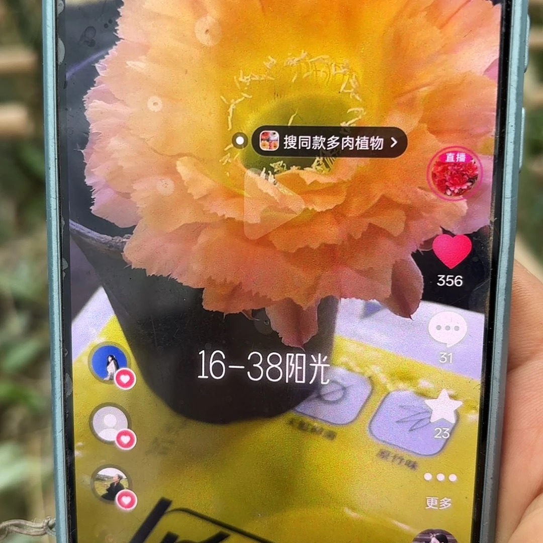 16-38号无根侧牙siwugongfen