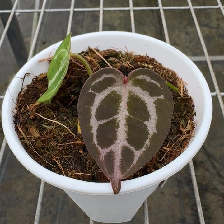 完全开放6号wonderboy/千鸟格