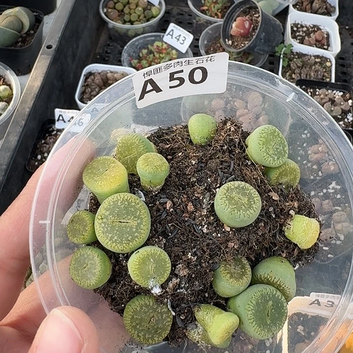 50多肉植物多肉植物