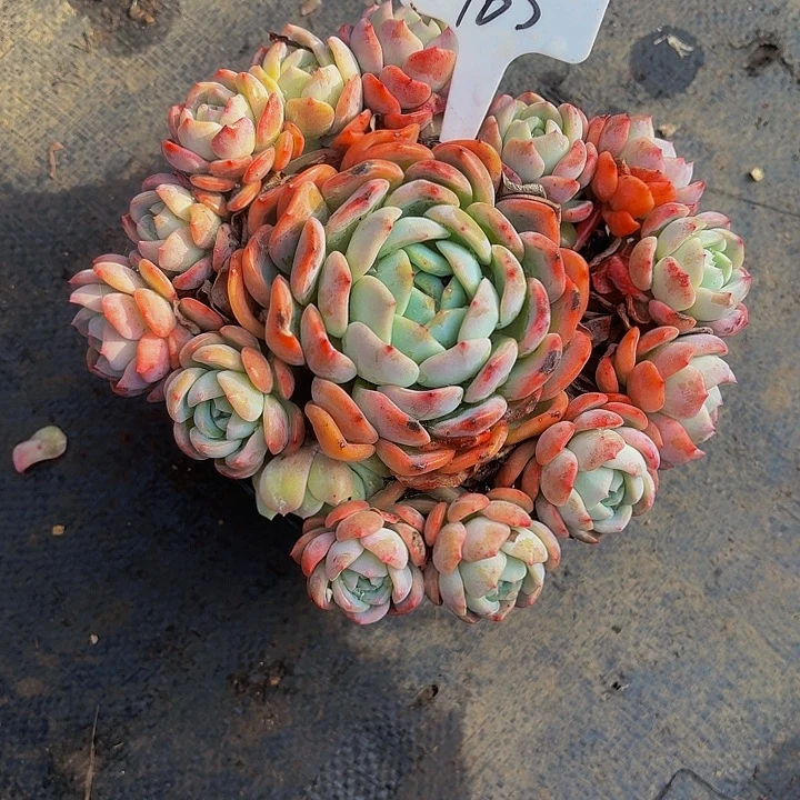 暮***雨丽娟花卉吉梦手捧多头