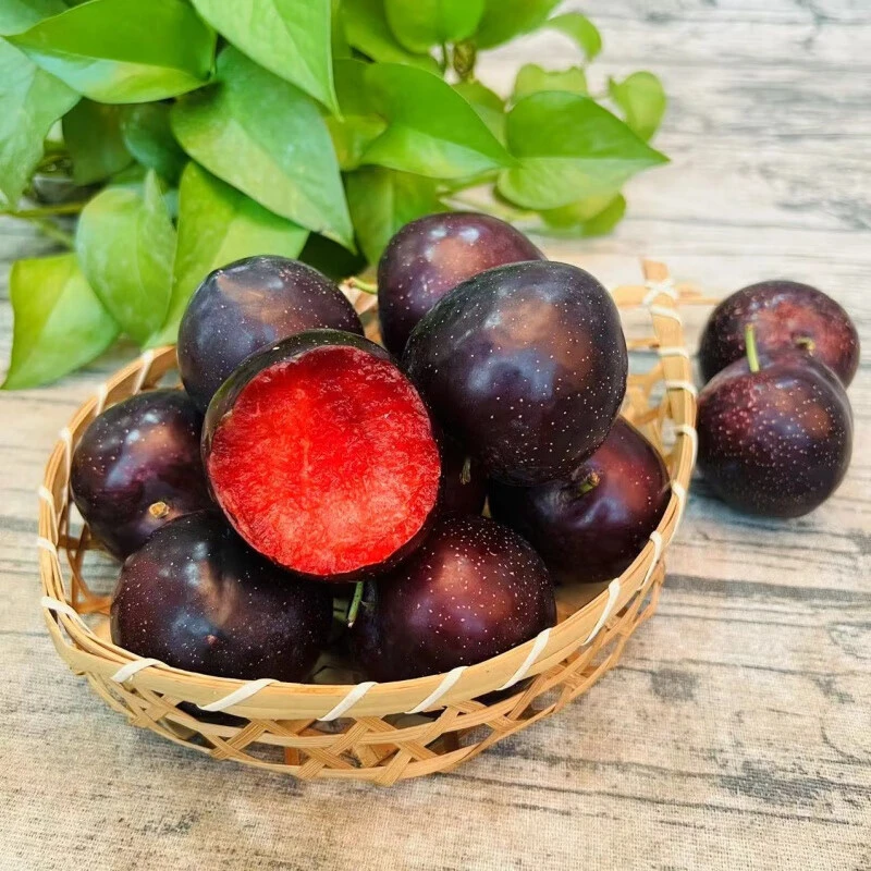 新疆伊犁樱桃李现摘红心李子新鲜水果整箱时令脆甜恐龙蛋杏李蜜李