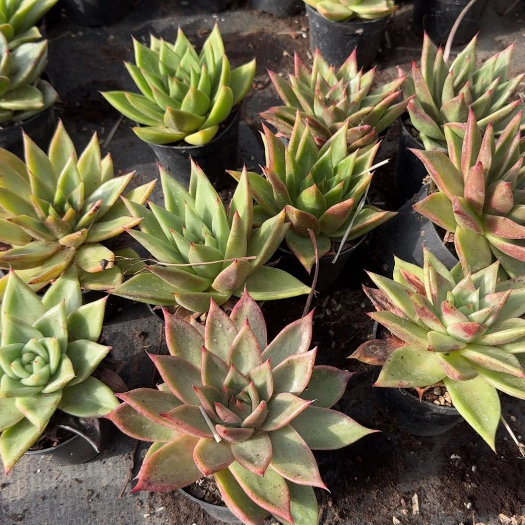 左十东云十棵量拍发货6-13