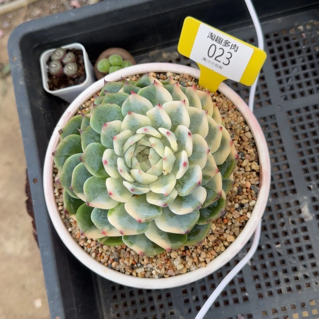 多肉植物吉娃娃，哇塞哇塞