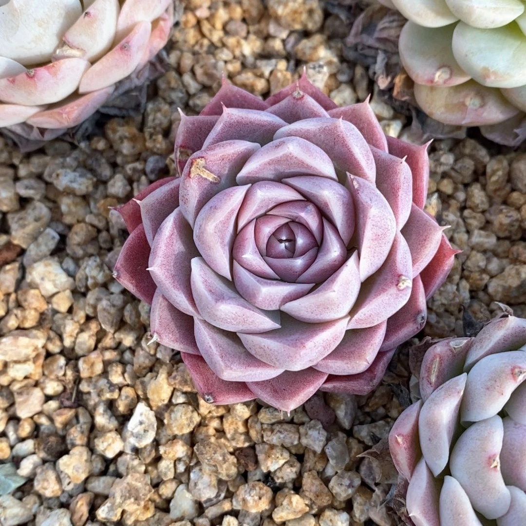 精品多肉一物一拍14