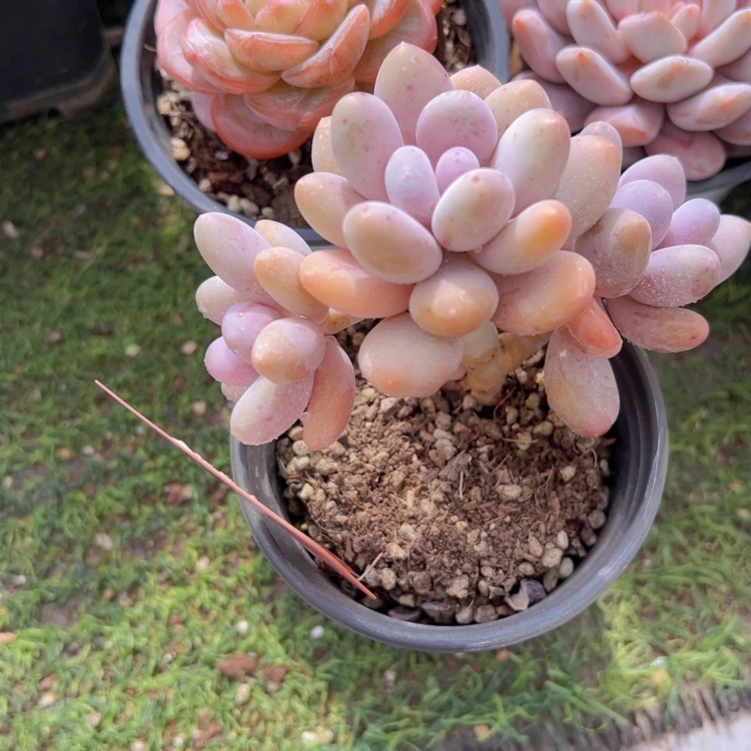 香玉的故事是一个人的故事吗