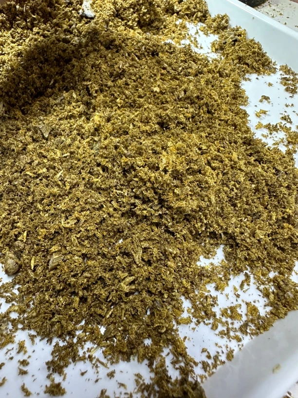 海南莺歌绿车珠粉花香甜凉
