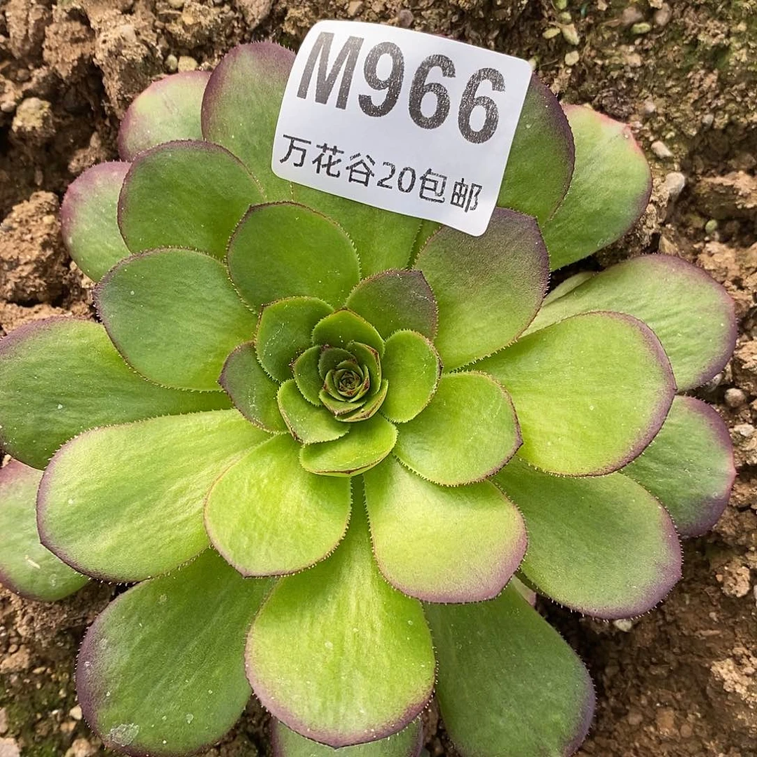 966雨荷多肉植物