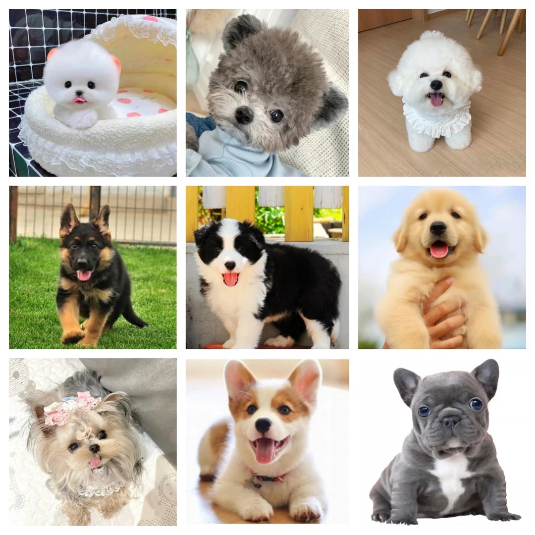 【1狗狗全品种1】  马尔泰  比熊 吉娃娃