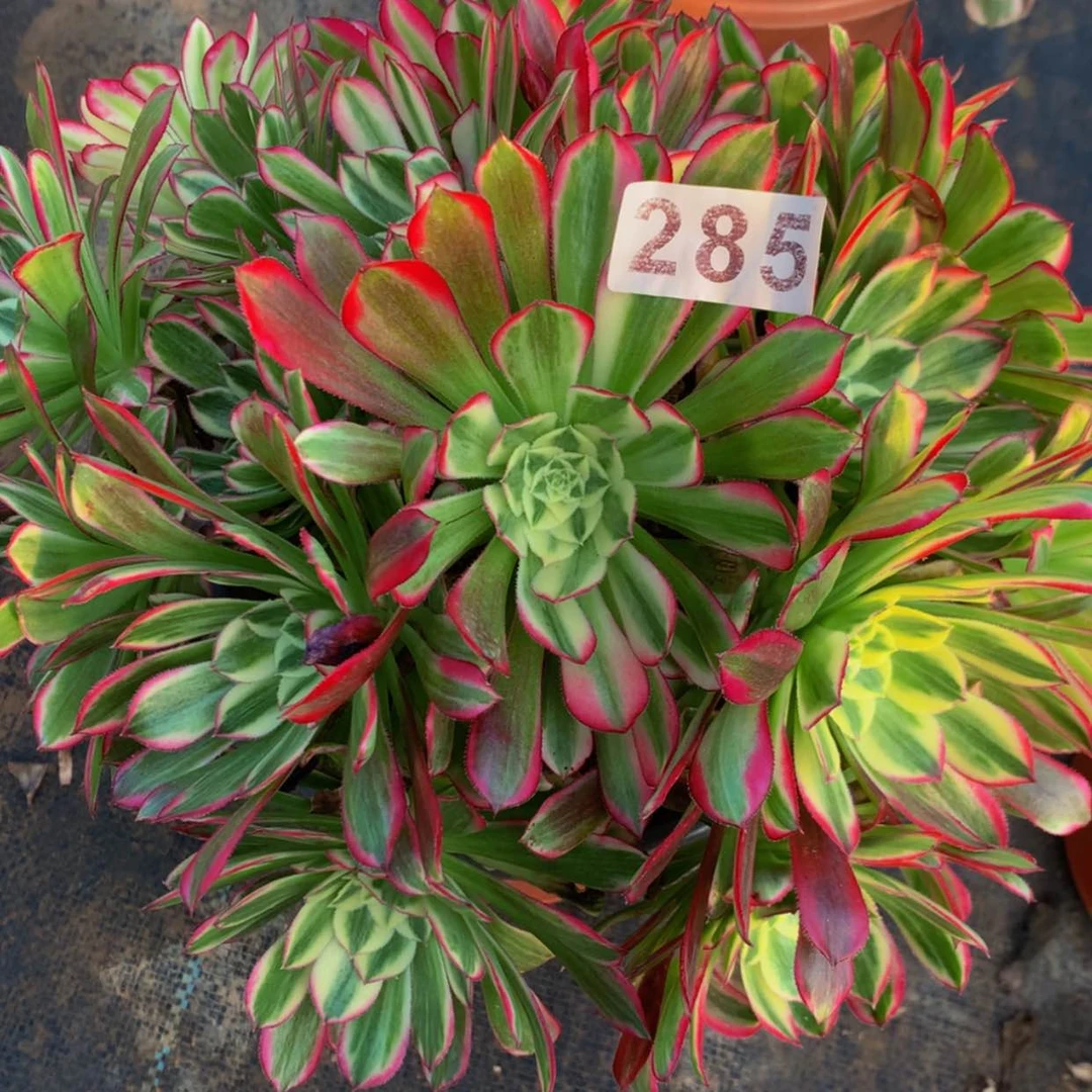 【闪购商品】285天河多肉