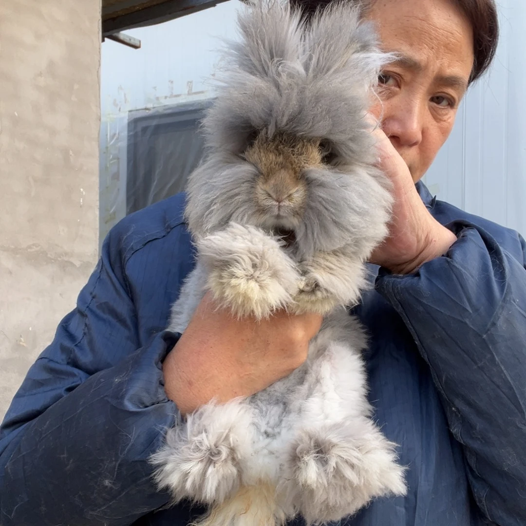 宠物兔英系安哥拉兔