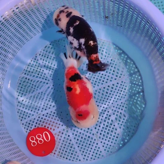 虾***、金鱼088兰寿两只特价顺丰包邮