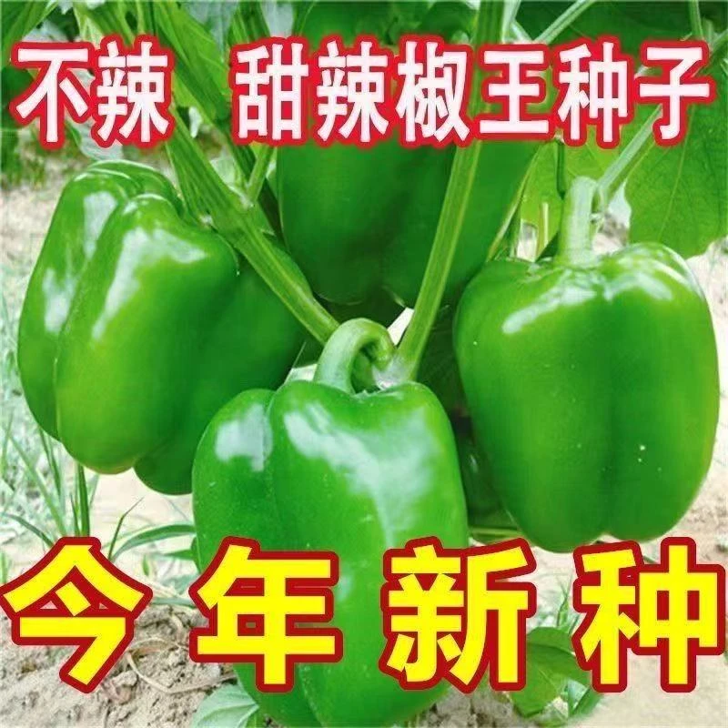 大果甜椒种子高产肉厚皮薄圆青椒灯笼椒籽四季播辣椒种子原包装