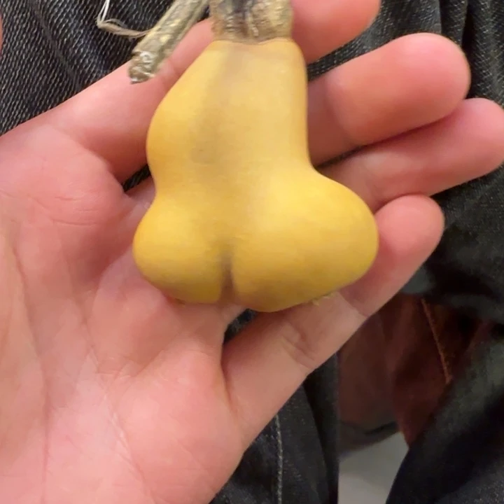 *****大叶紫檀（黑酸枝木类）