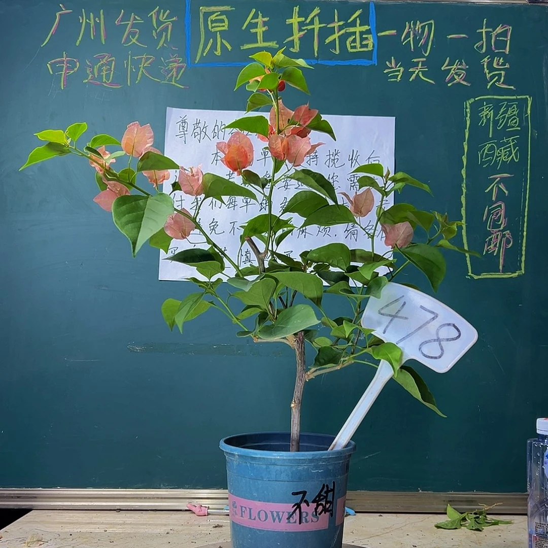 当前无花栽培后可以开花下播 不甜西瓜 478