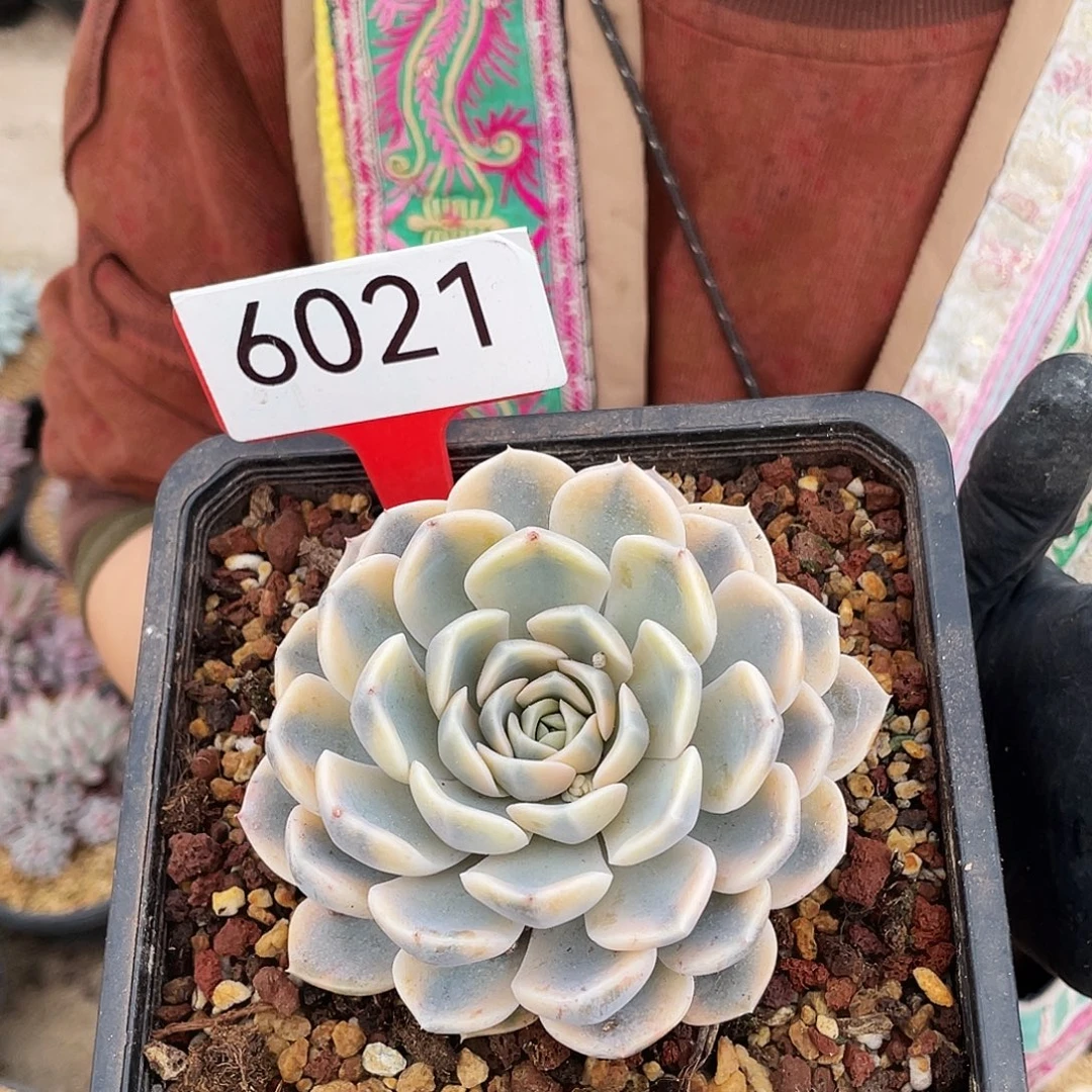 汉堡锦  多肉   6021号