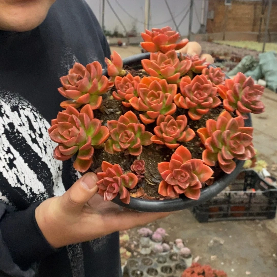 红酒巧克力散装带盆土大盆