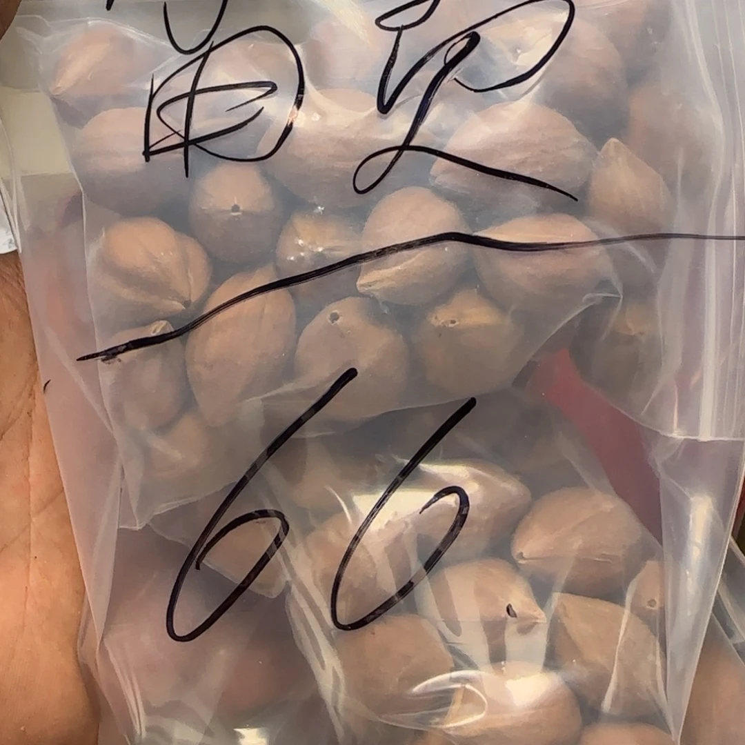 【闪购商品】橄榄核手串/手链富**?11111111