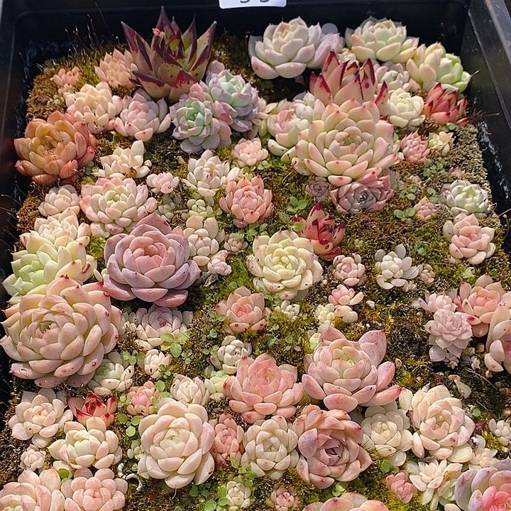 99 多肉植物盆栽花卉盆栽