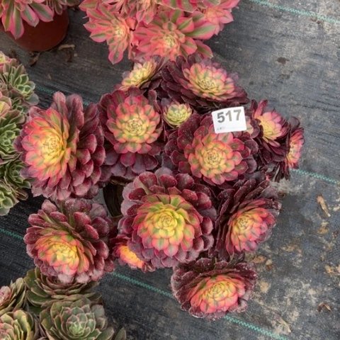 517月蝉朵朵多肉，