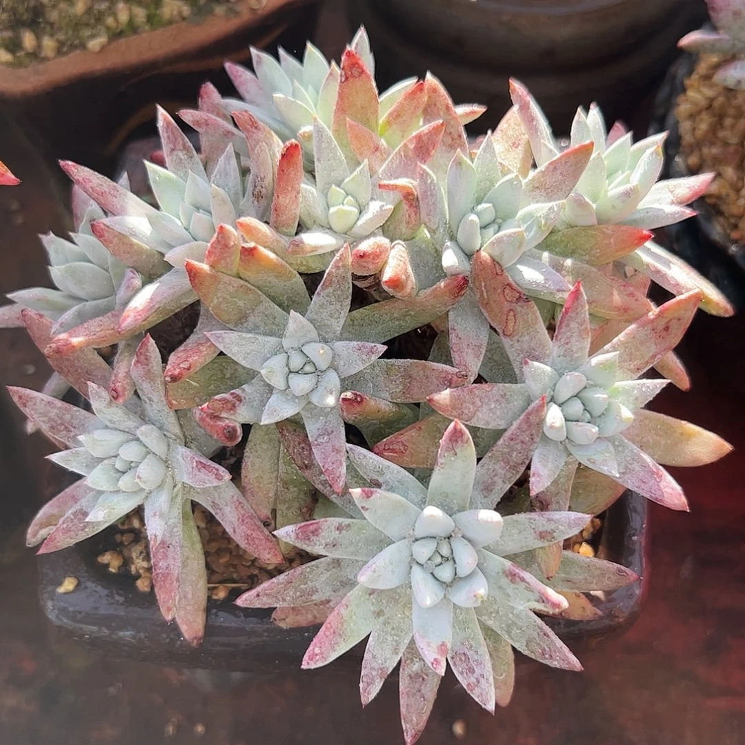 4048白雪仙女杯多肉