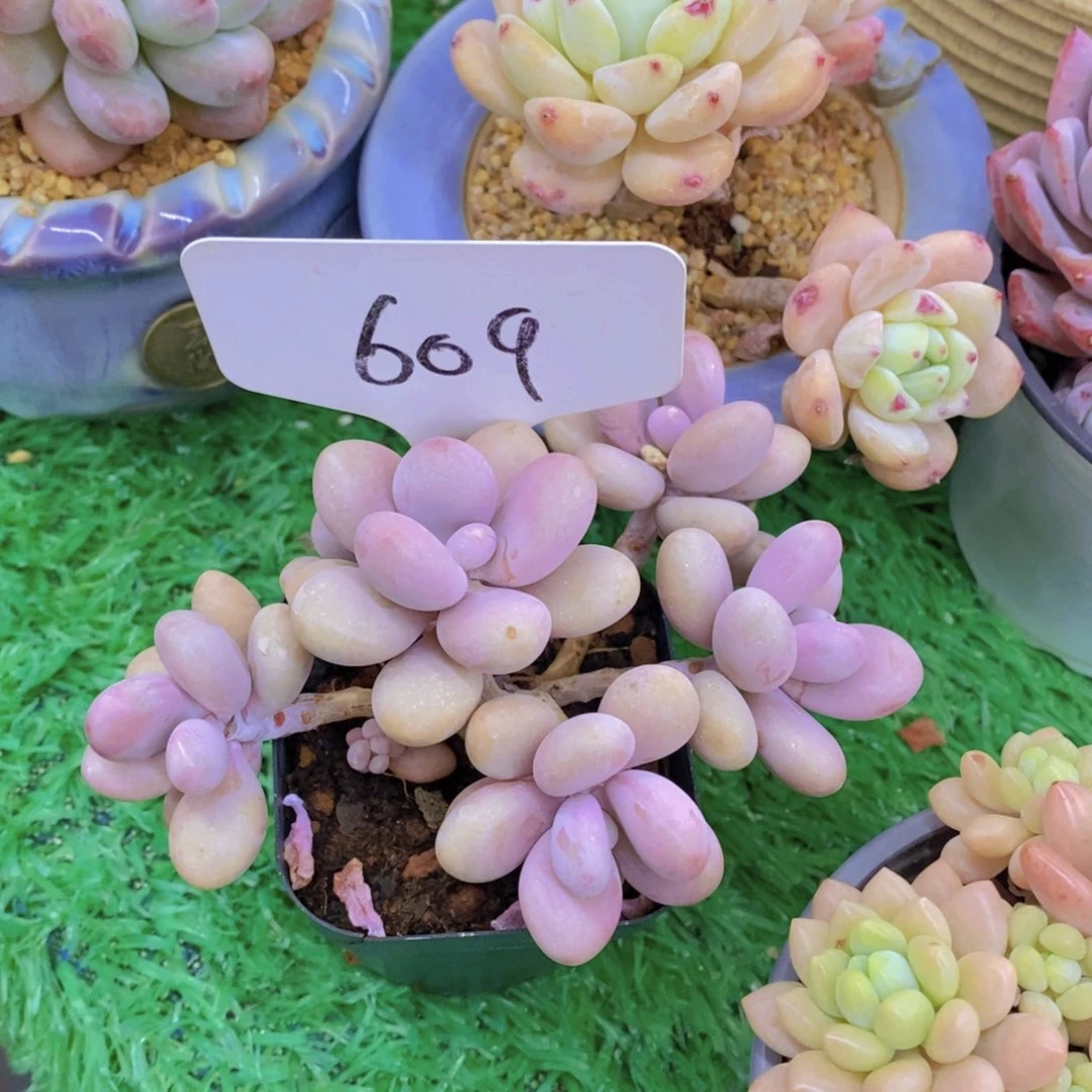 仇****?开心多肉植物多肉