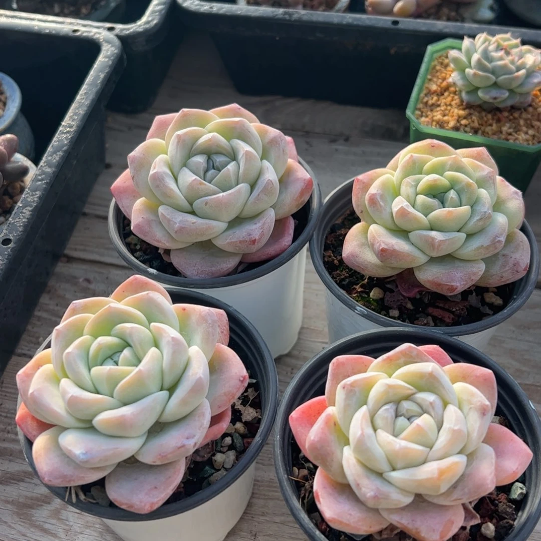 冰玉老桩四颗20包邮