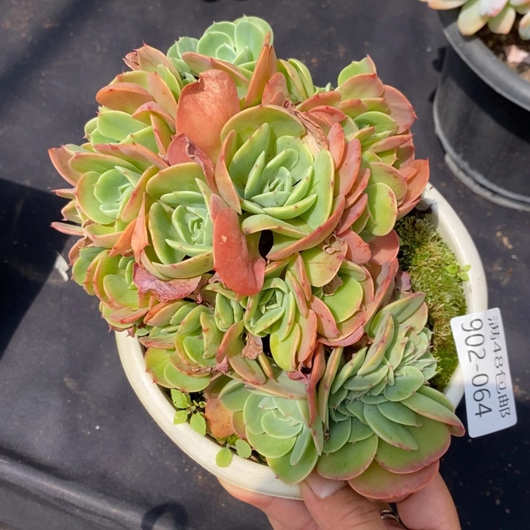 夏悦多肉902-64埃斯梅拉达