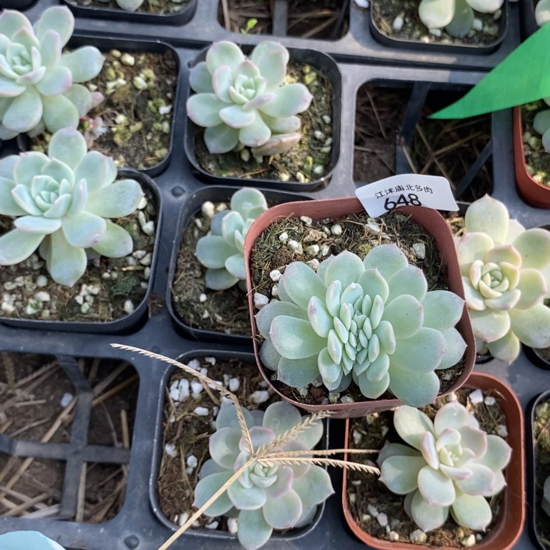 标648冰魄A缀化一个多肉