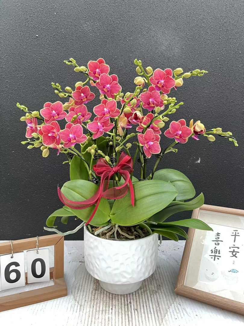 简香《金边玲珑》鲜花高端蝴蝶兰艺术组盆鲜花摆设高端花卉