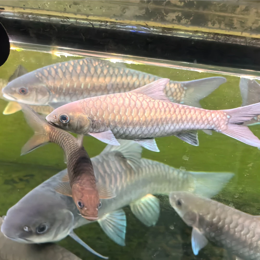 吉罗鱼观赏鱼直播专用链接