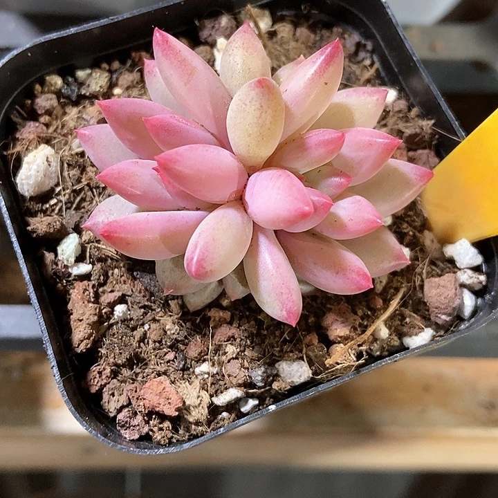 多肉植物虞美人2090