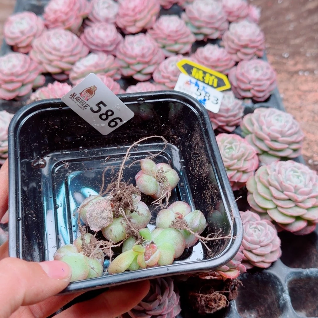 爱****多肉植物多肉植物