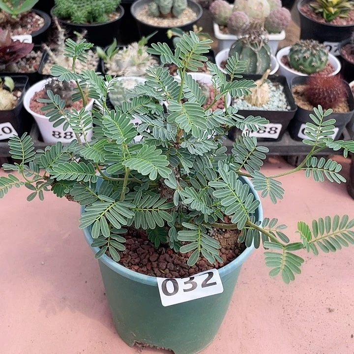 032沙漠苏木块根