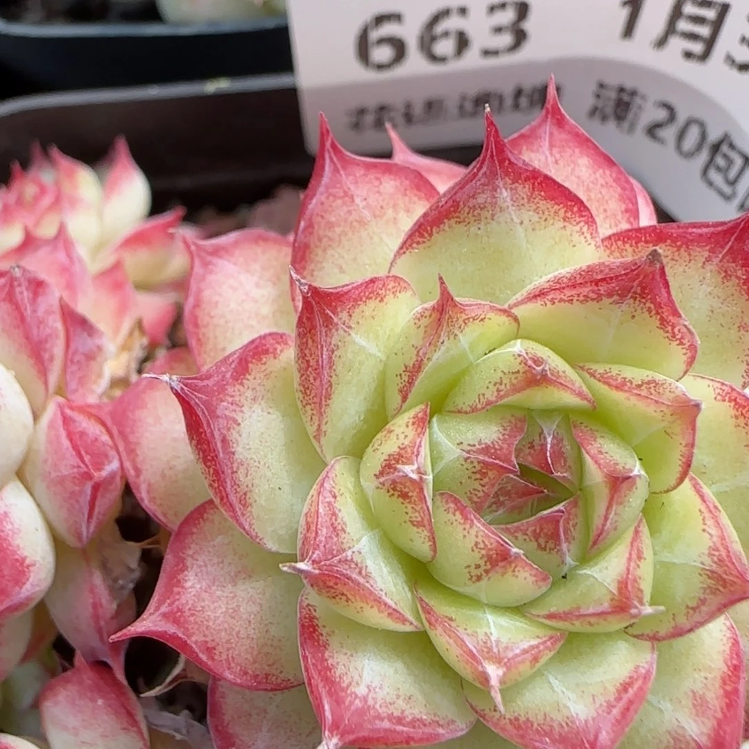 花语逸镜0131-663