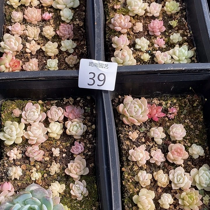 39 多肉植物盆栽花卉植物