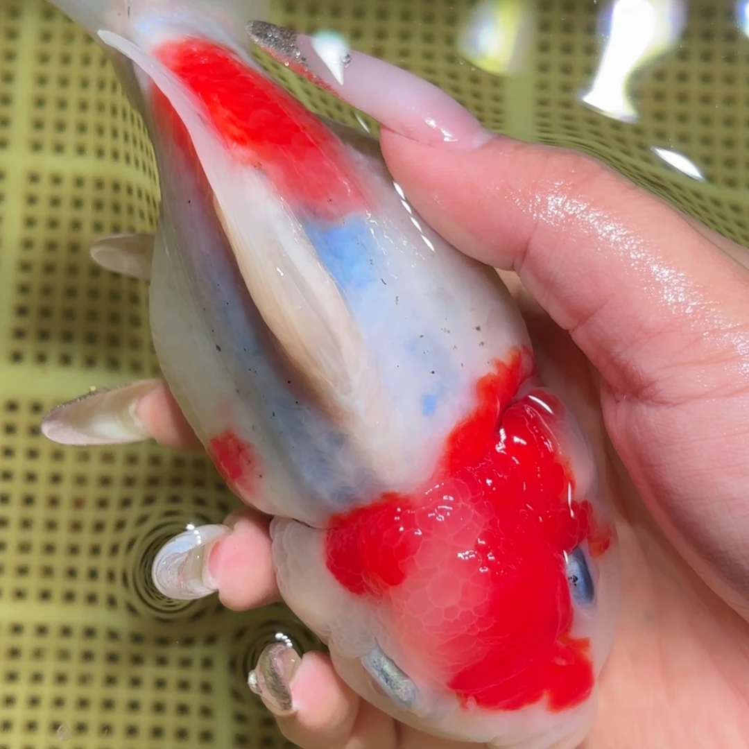 *****金鱼拍包装包邮，不拍包装运费到付