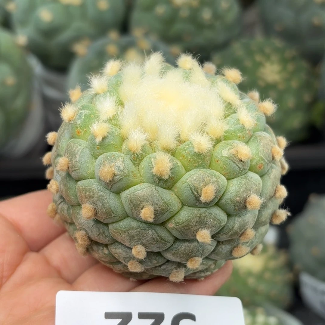 522 无根 仙人球的 6cm+