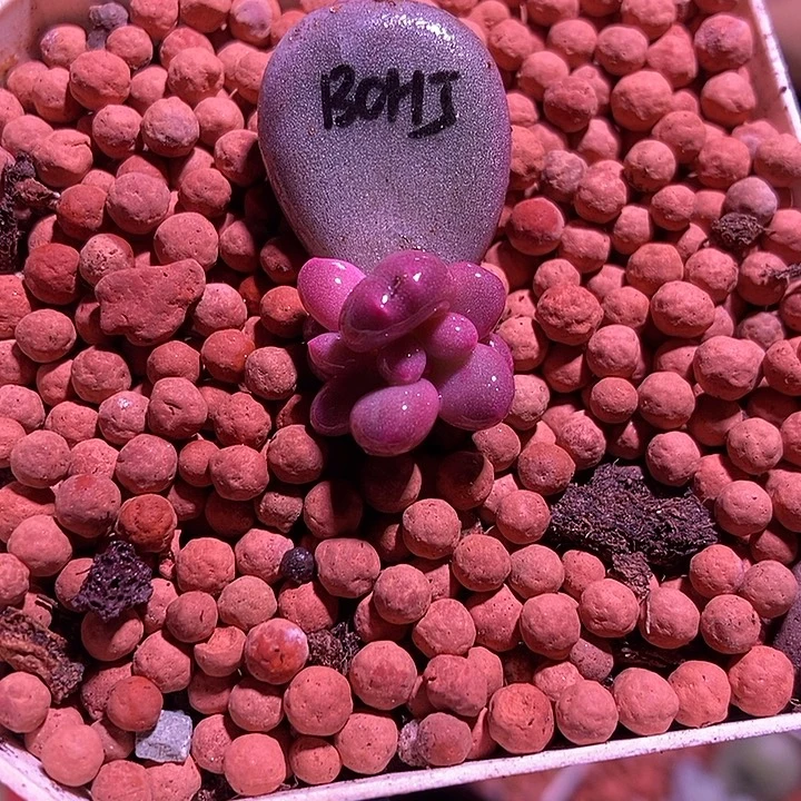 彩虹奶酪锦多肉植物