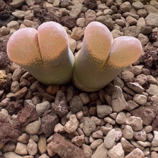 Se50千米肯哈德四年半母本。 225。