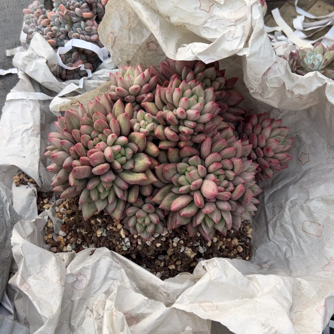 ****l米其林群生多肉植物
