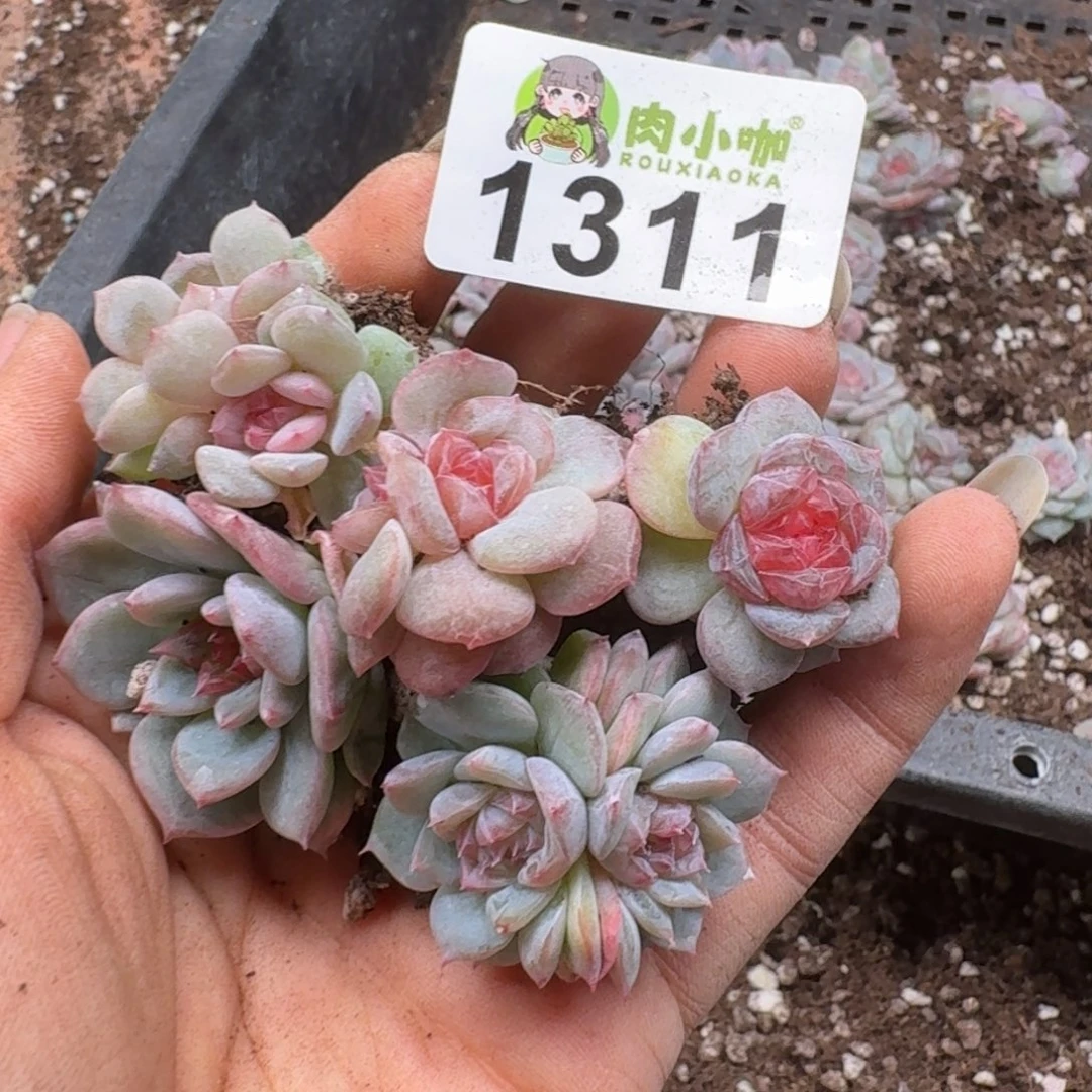 多肉植物多肉植物