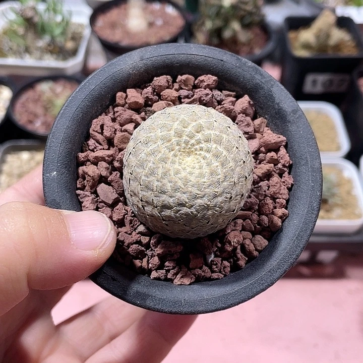 586龙鳞大戟仙人球