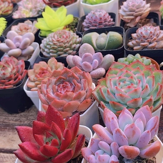 糖心➕奥普➕罗卡➕侧影