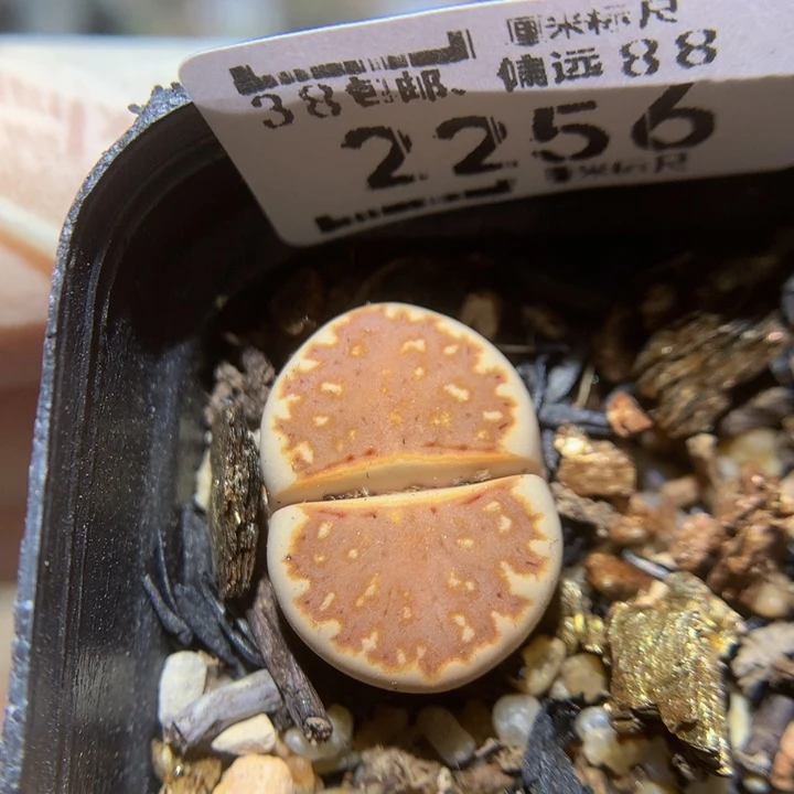 Zzz精品生石花2256焦糖
