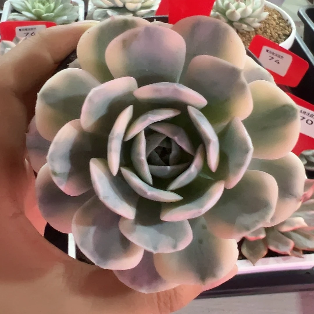 66号鲁氏石莲锦多肉植物