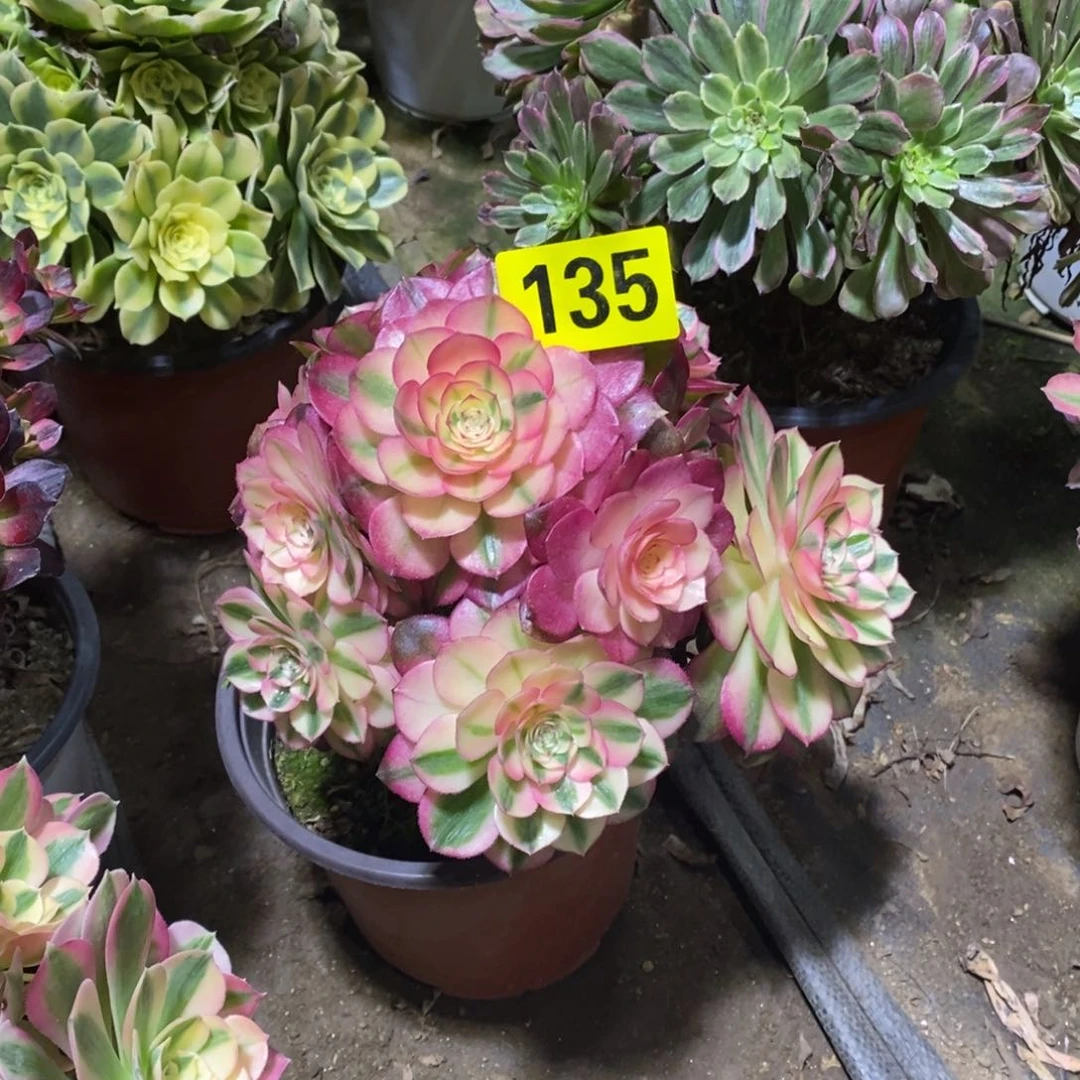 荔枝多肉法师135