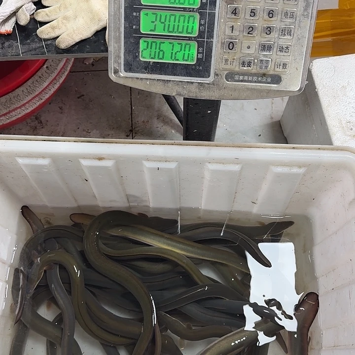 野生鳗鱼包活到家