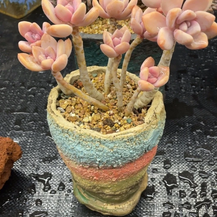 霸****香弥鹿之森一物一图