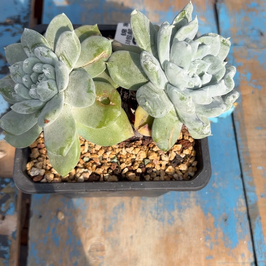 超法～一物一拍1866