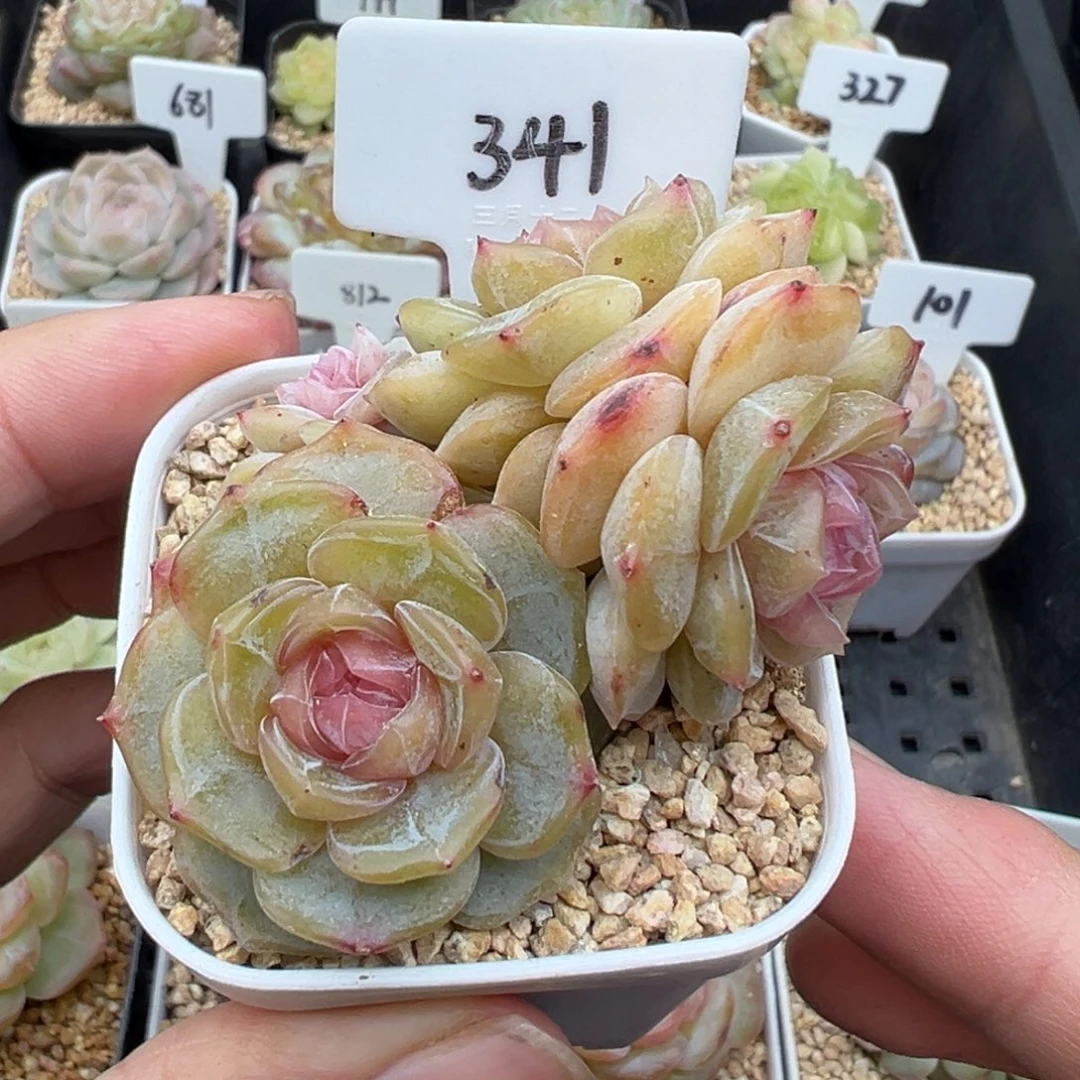 341号彩色恋人4头